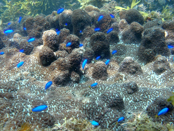 沖ノ島のサンゴ